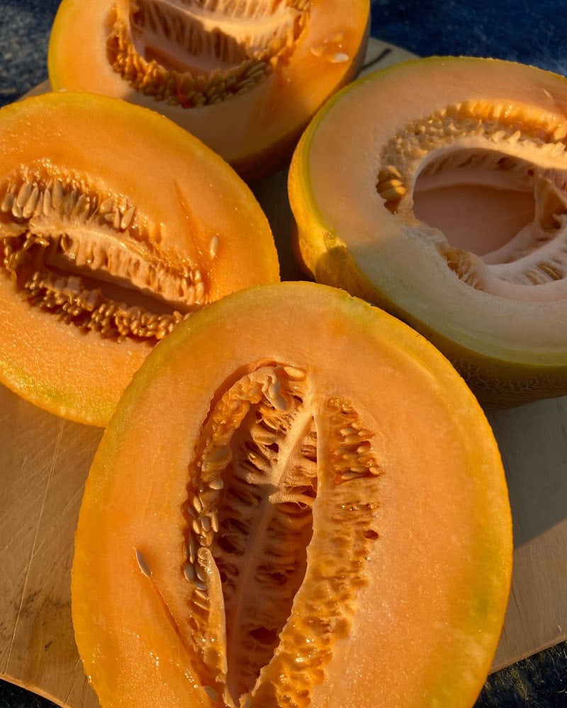 ⭐︎MELON ⭐︎ Muskmelon: Lofthouse-Oliverson Landrace (20 seeds) | The Buffalo