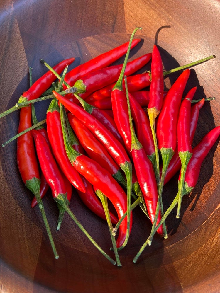 Pepper Hot Thai Bangkok Chile 10 Or 20 Seeds The Buffalo Seed pepper-hot-thai-bangkok-chile-10-or-20-seeds-the-buffalo-seed