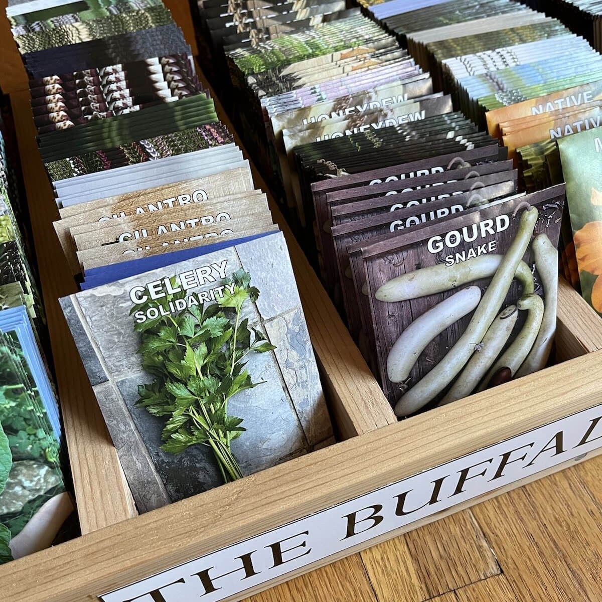 planting columbine seeds Columbine Seed Mix – Nevermore Nursery main image 0