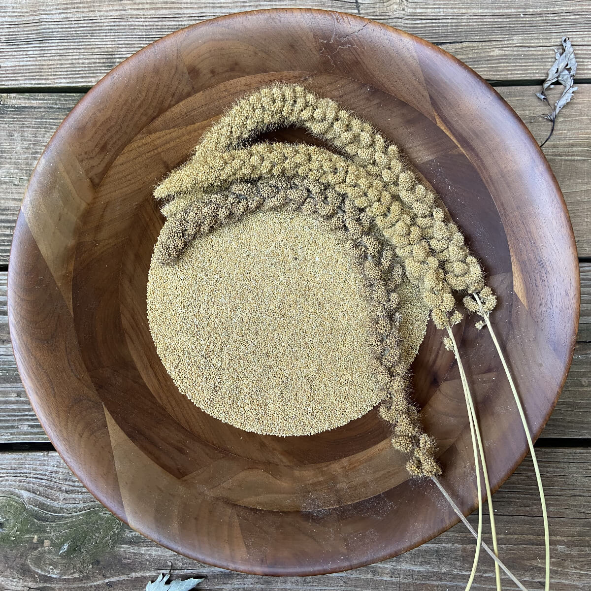 Foxtail Millet: Georgian Landrace (100, 250, or 500 seeds) | The