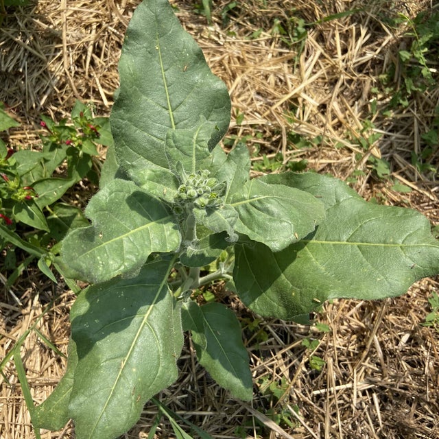 buy tobacco seeds australia Nicotiana amplexicaulis buy tobacco seeds australia Nicotiana amplexicaulis