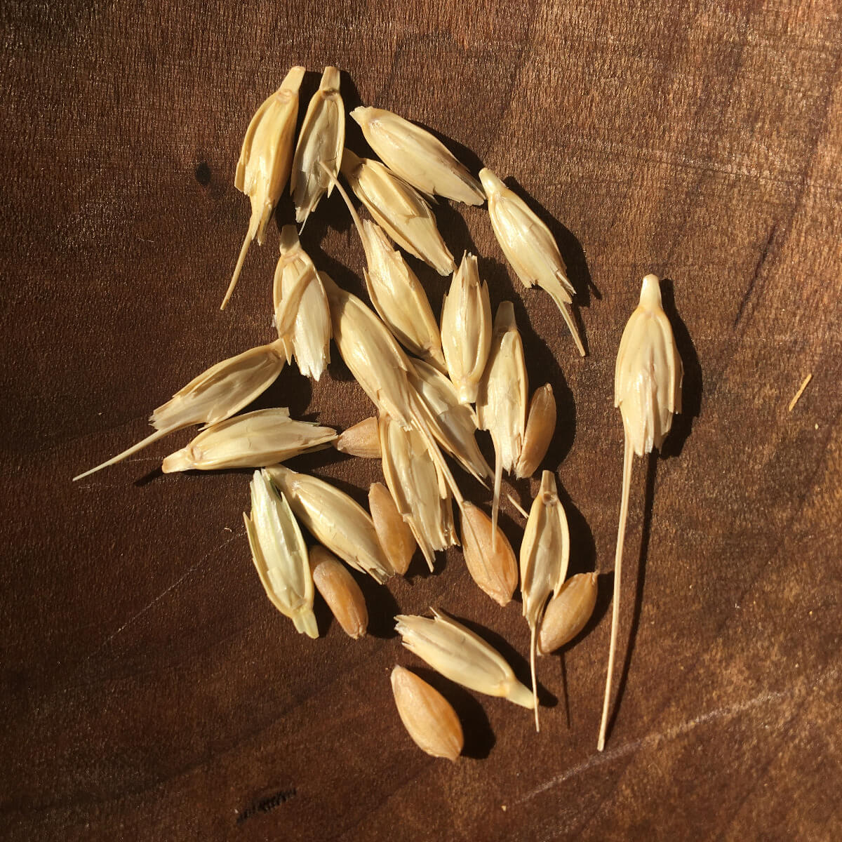 Wheat (Einkorn): Azerbaijani Landrace (50 seeds)