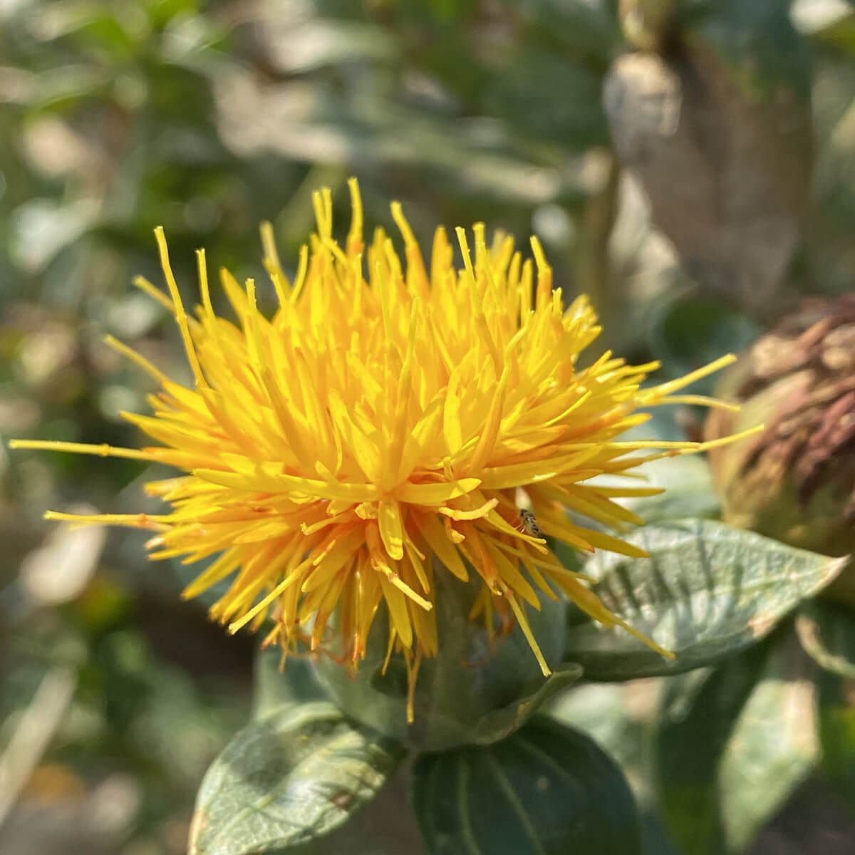 Safflower: Iranian (20 seeds) | The Buffalo Seed Company