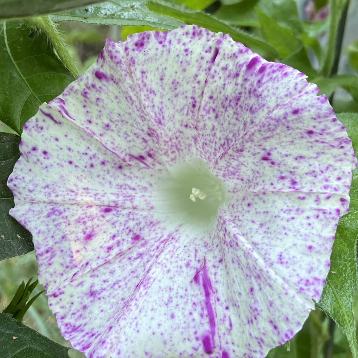 Morning Glory: Kanoko Red Speckled (10 seeds)