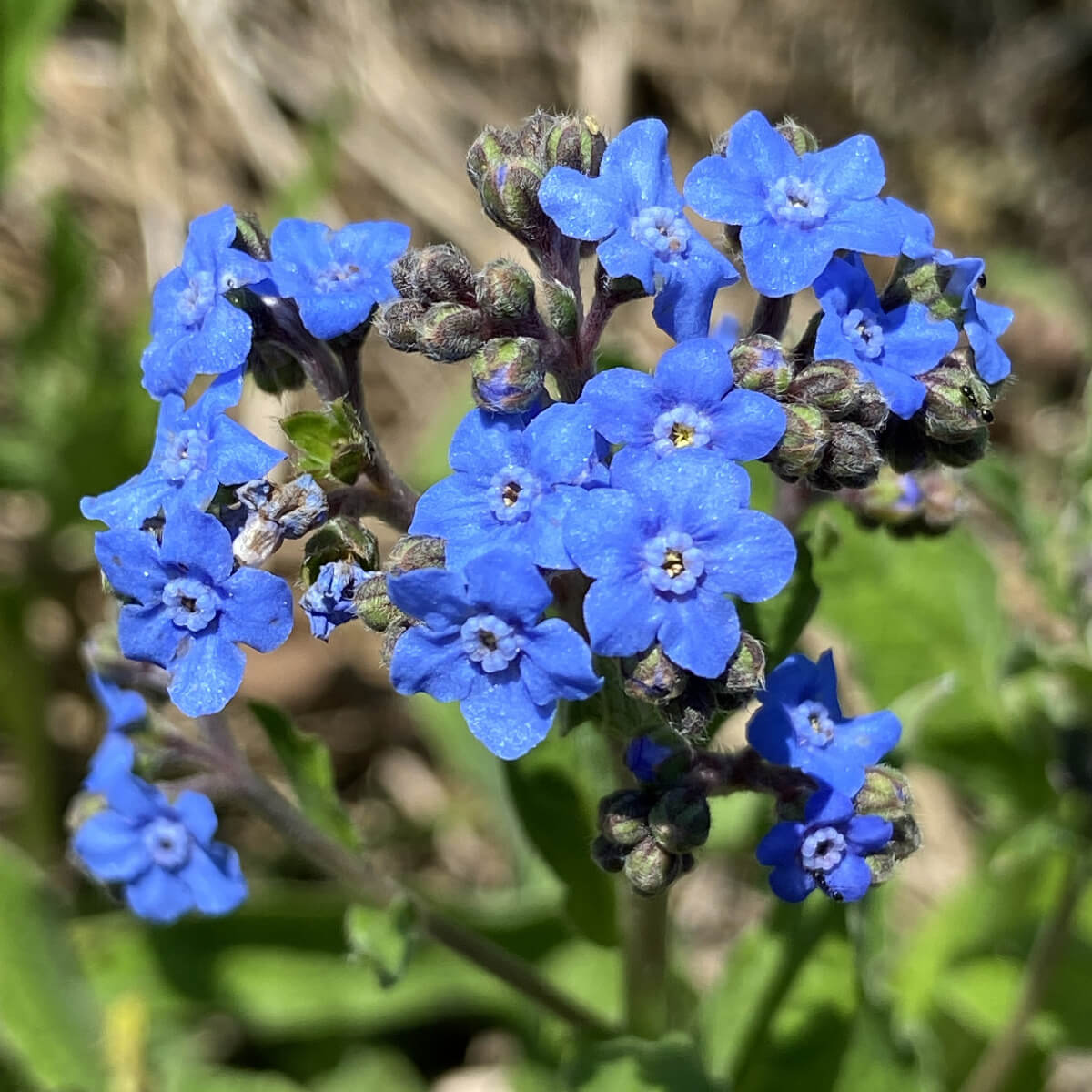 Me Blue Blue Forget Me Not Seeds