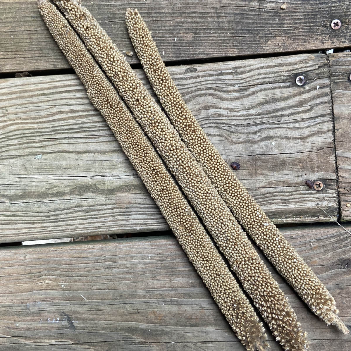 Pearl Millet: Zimbabwean Landrace (100 or 250 seeds) | The Buffalo