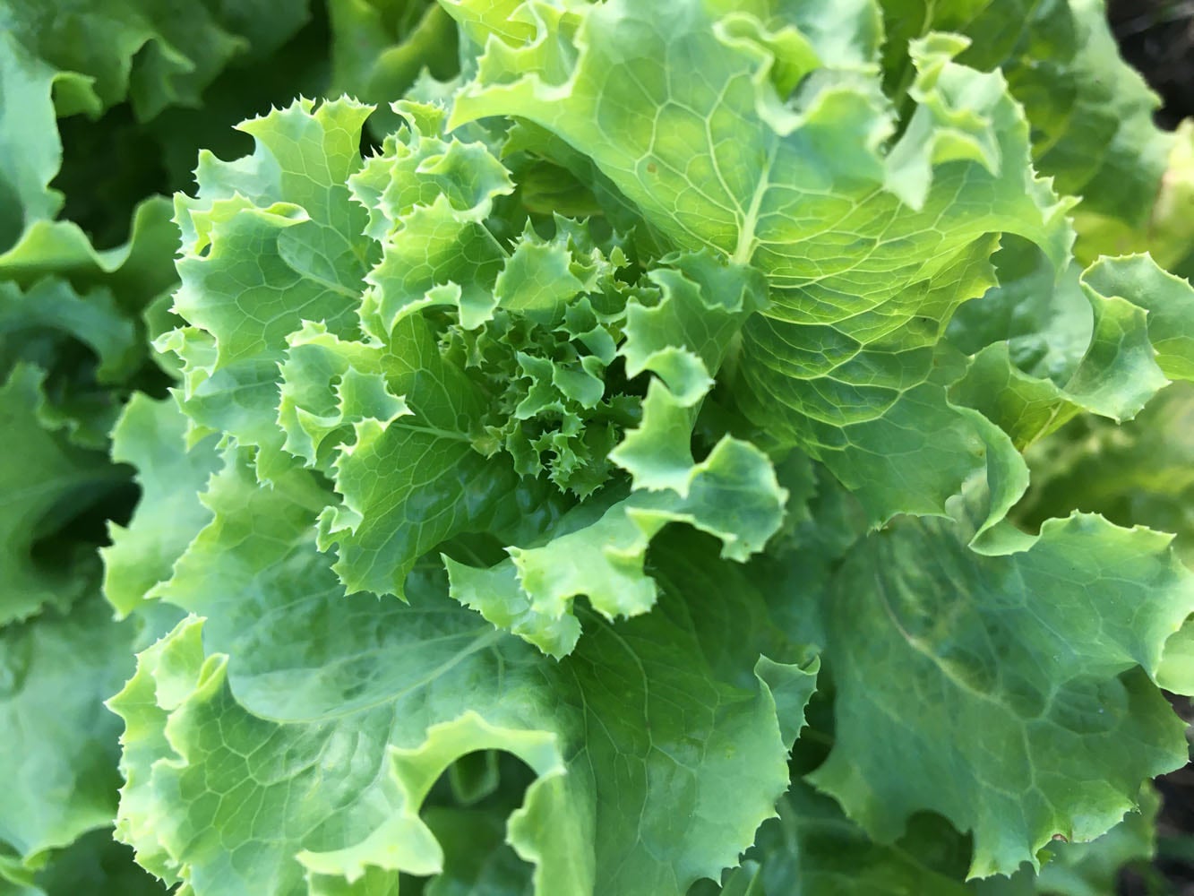 Lettuce (Leafy): Turkish Landrace (100 or 200 seeds) | The Buffalo Seed ...