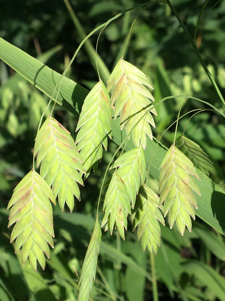 Native (Kansas) Grass River Oats (50 seeds) The Buffalo Seed Company