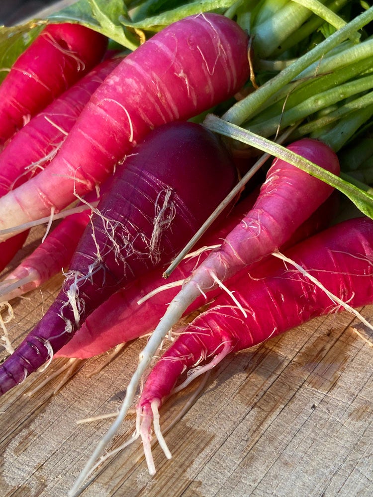 Radish Ethiopian 50 Or 100 Seeds The Buffalo Seed Company radish-ethiopian-50-or-100-seeds-the-buffalo-seed-company