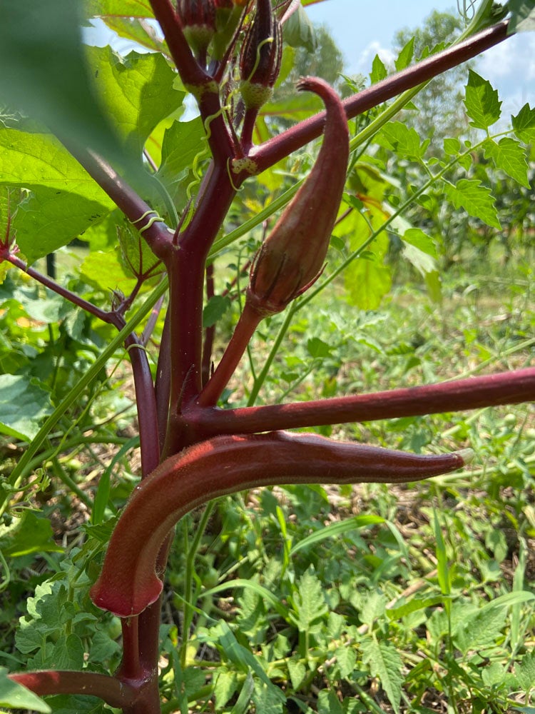 Okra Red Burgundy (20 or 50 seeds) The Buffalo Seed Company