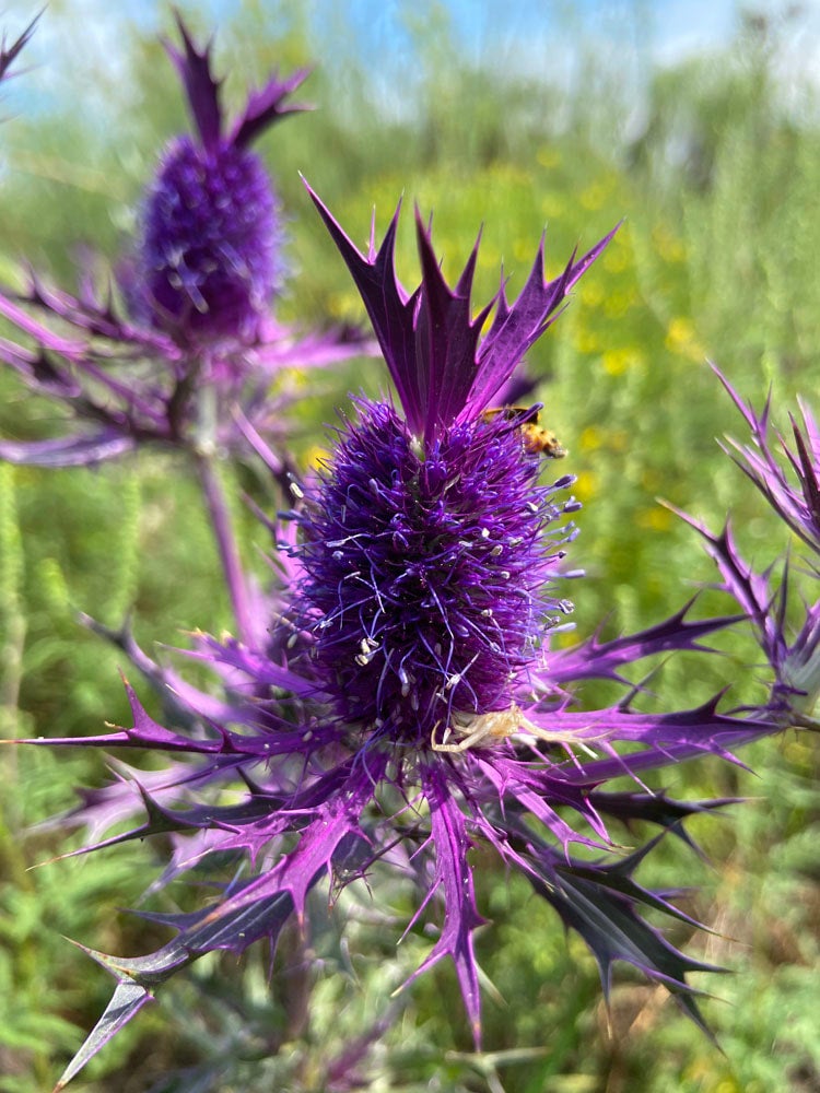 Native (Kansas) Wildflower Leavenworth Eryngo (50 seeds) The Buffalo
