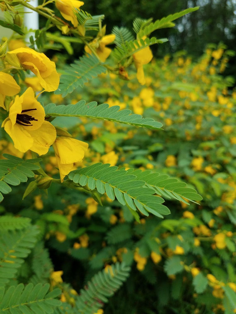 Native (Kansas) Wildflower Showy Partidge Pea (50 seeds) The Buffalo Seed Company