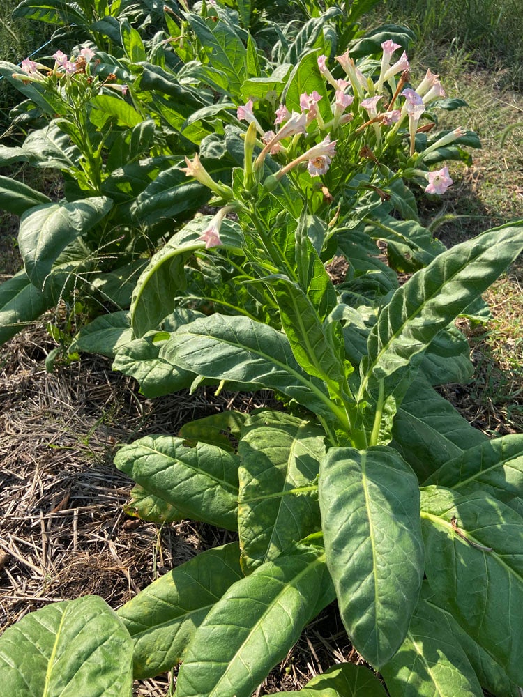 Tobacco Plant Flower