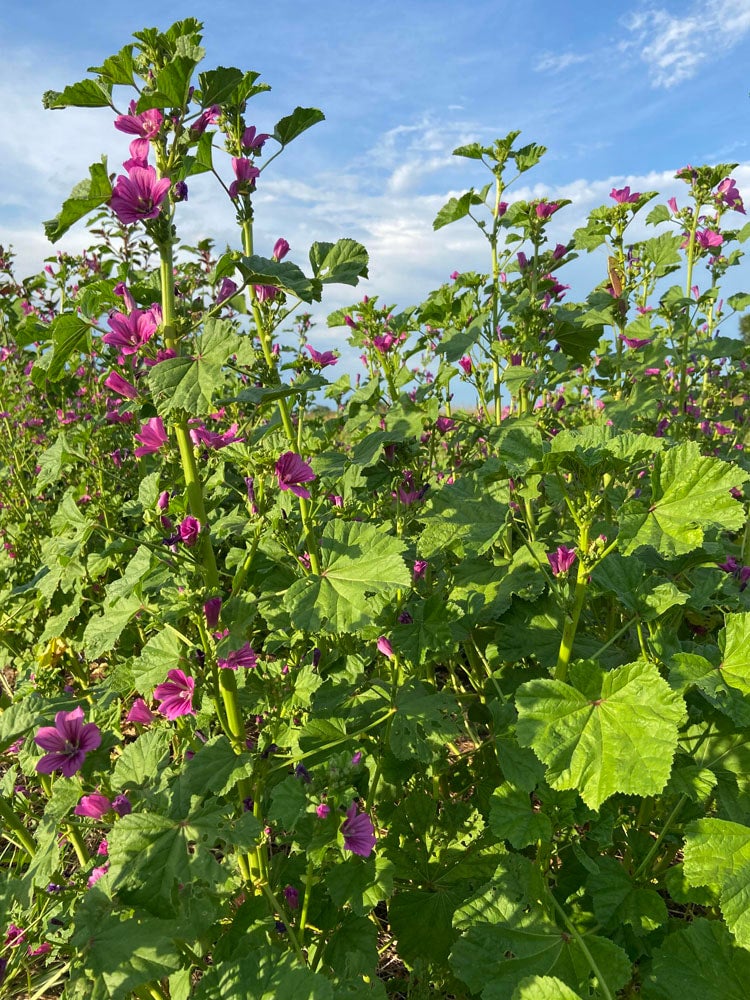malva-georgian-50-100-or-250-seeds-the-buffalo-seed-company