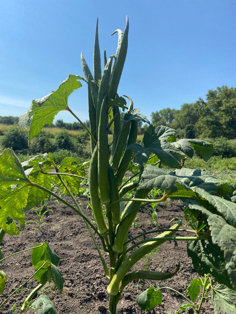 Okra Ken S 20 Seeds The Buffalo Seed Company