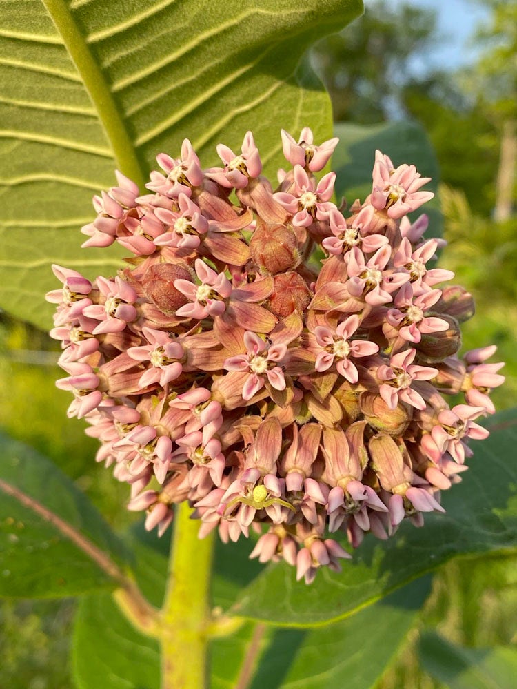 Native (Kansas) Wildflower Common Milkweed (50 seeds) The Buffalo