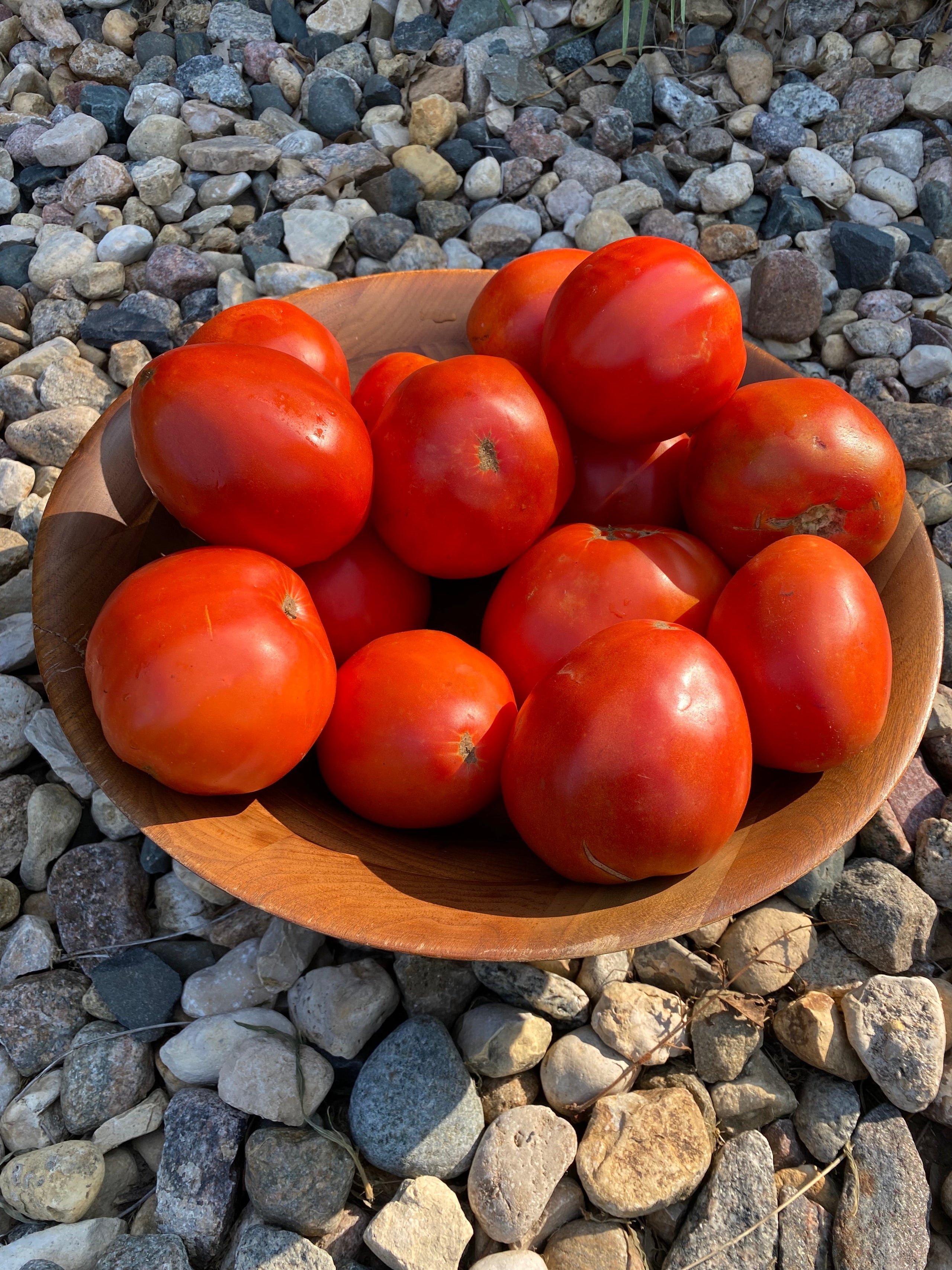 Tomato (Processing/Slicer) Italian Heirloom (20 seeds) The Buffalo