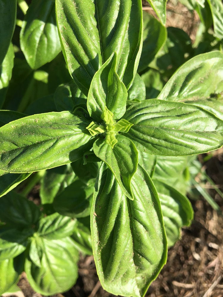 Basil Genovese Sweet 100 250 or 500 seeds