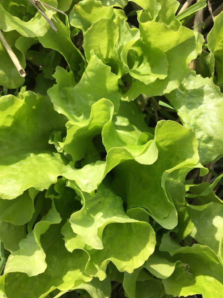 Lettuce (Butterhead/Crisphead) Turkish Landrace (100 or 200 seeds