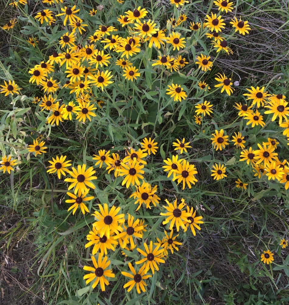 Native (Kansas) Wildflower Blackeyed Susan (100 seeds) The Buffalo